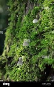 Attēlu rezultāti vaicājumam “Mycena pseudocorticola”