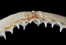 Image result for Carcharhinus brevipinna