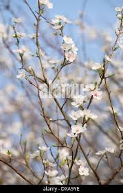 Attēlu rezultāti vaicājumam “Prunus cerasifera var. divaricata”
