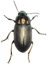 Attēlu rezultāti vaicājumam “Amara sp.”