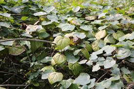 Attēlu rezultāti vaicājumam “Menispermum dauricum leaf”