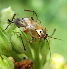 Attēlu rezultāti vaicājumam “Dryophilocoris flavoquadrimaculatus imago”
