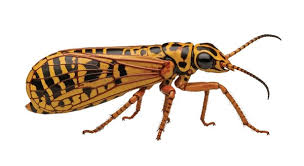 Attēlu rezultāti vaicājumam “Adalia decempunctata”