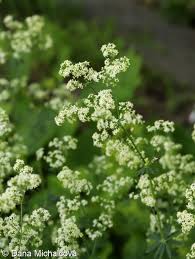 Attēlu rezultāti vaicājumam “Galium schultesii leaf”