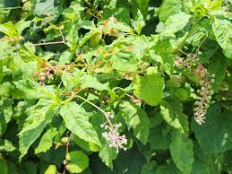 Attēlu rezultāti vaicājumam “Phytolaccaceae”