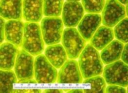 Attēlu rezultāti vaicājumam “Geocalyx graveolens”