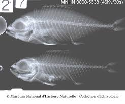 Image result for Oblada melanurus