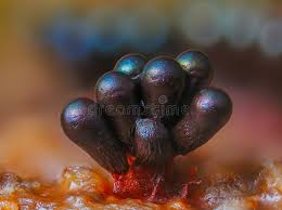 Attēlu rezultāti vaicājumam “Metatrichia vesparia”