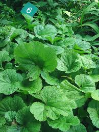 Image result for Geum rivale