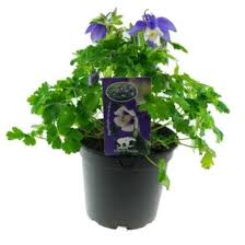 Image result for Akelei