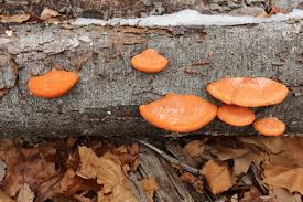 Attēlu rezultāti vaicājumam “Pycnoporus cinnabarinus”