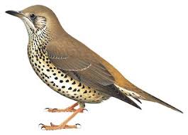 Attēlu rezultāti vaicājumam “Turdus viscivorus juvenile”