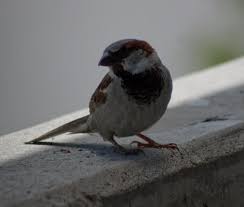 Attēlu rezultāti vaicājumam “Passer domesticus male”