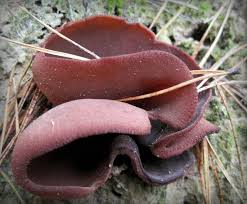 Attēlu rezultāti vaicājumam “Peziza badia”