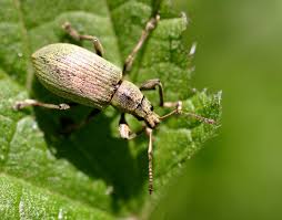 Attēlu rezultāti vaicājumam “Phyllobius”