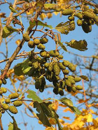 Attēlu rezultāti vaicājumam “Alnus glutinosa fruit”