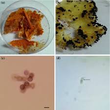 Attēlu rezultāti vaicājumam “Physarum murinum spores”
