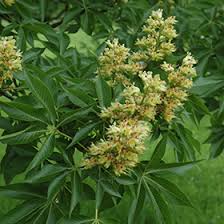 Attēlu rezultāti vaicājumam “Aesculus x hybrida flower”