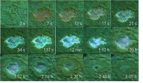 Attēlu rezultāti vaicājumam “Badhamia utricularis plasmodium”