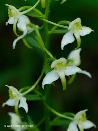 Attēlu rezultāti vaicājumam “Platanthera chlorantha”