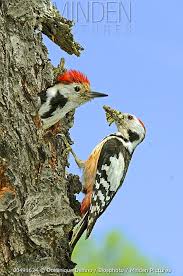 Attēlu rezultāti vaicājumam “Dendrocopos medius nest”