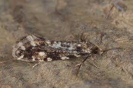 Attēlu rezultāti vaicājumam “Nemapogon cloacella”