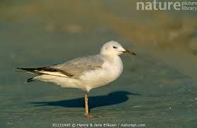 Image result for Chroicocephalus genei