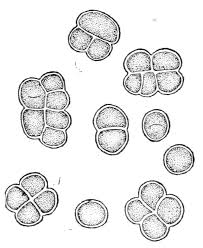 Attēlu rezultāti vaicājumam “Pleurococcus vulgaris”