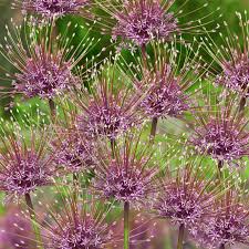 Image result for Zierlauch