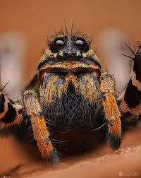 Attēlu rezultāti vaicājumam “Lycogala sphaeroconicum macro”