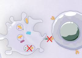 Attēlu rezultāti vaicājumam “Diderma radiatum plasmodium”