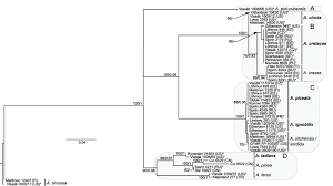 Attēlu rezultāti vaicājumam “Antrodia crassa”