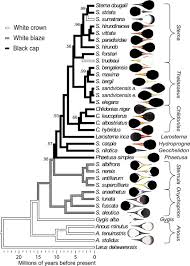 Image result for Sterna acuflavida
