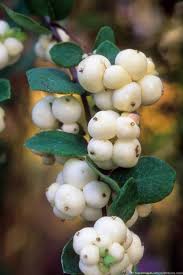 Attēlu rezultāti vaicājumam “Symphoricarpos albus fruit”