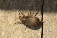 Attēlu rezultāti vaicājumam “Philopedon plagiatum”