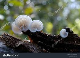 Attēlu rezultāti vaicājumam “Crepidotus versutus”