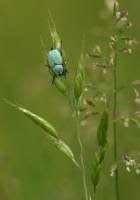 Attēlu rezultāti vaicājumam “Hoplia parvula”