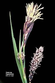 Attēlu rezultāti vaicājumam “Cyperaceae”