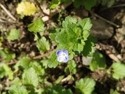 Attēlu rezultāti vaicājumam “Veronica agrestis flower”