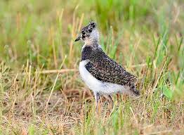 Attēlu rezultāti vaicājumam “Vanellus vanellus”