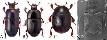 Attēlu rezultāti vaicājumam “Histeridae”