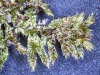 Attēlu rezultāti vaicājumam “Pylaisia polyantha”