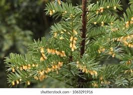 Attēlu rezultāti vaicājumam “Taxus baccata male flower”
