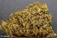 Attēlu rezultāti vaicājumam “Timmia megapolitana”