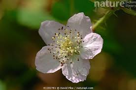 Attēlu rezultāti vaicājumam “Rubus plicatus”