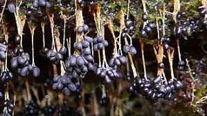 Attēlu rezultāti vaicājumam “Badhamia utricularis stalked”