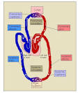 What We Know - Gas Exchange