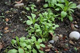 Image result for Feldsalat