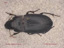 Attēlu rezultāti vaicājumam “Harpalus sp.”