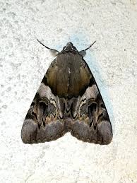 Attēlu rezultāti vaicājumam “Catocala fulminea”